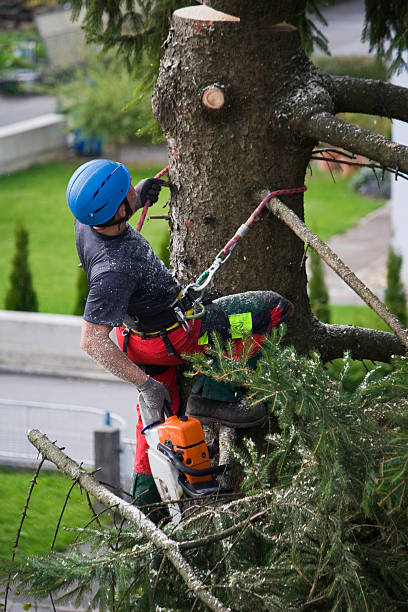 Leaf Removal in Waskom, TX